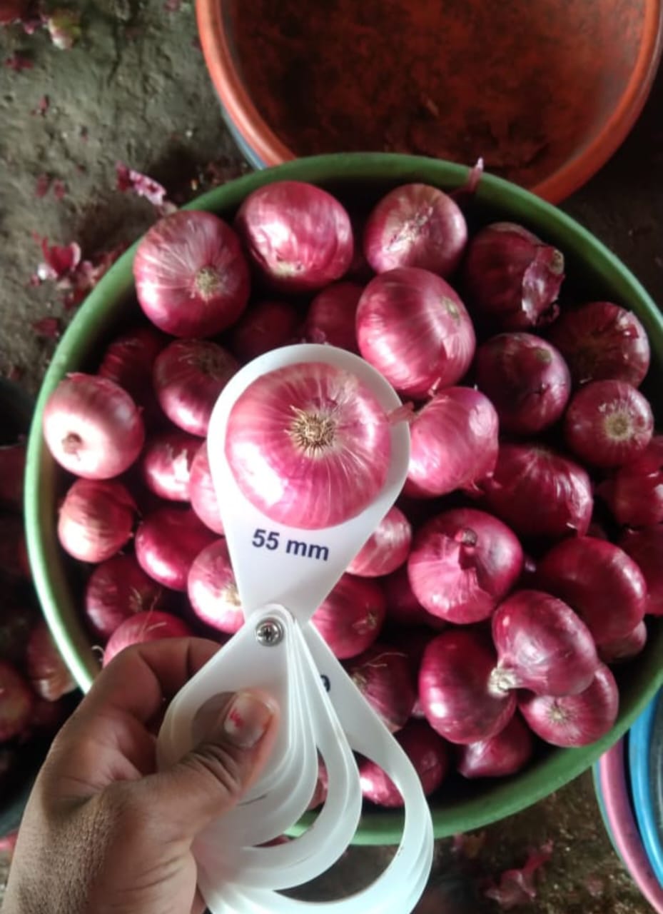 Red Onions 55mm+ Premium Grade — Caliper Verified