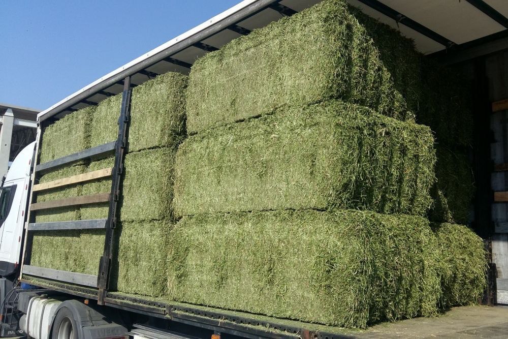 Premium Alfalfa Hay — High-Density Export Bales
