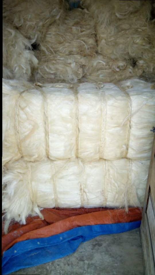 Raw Sisal Fibre — UG Grade Bales (Agave sisalana)