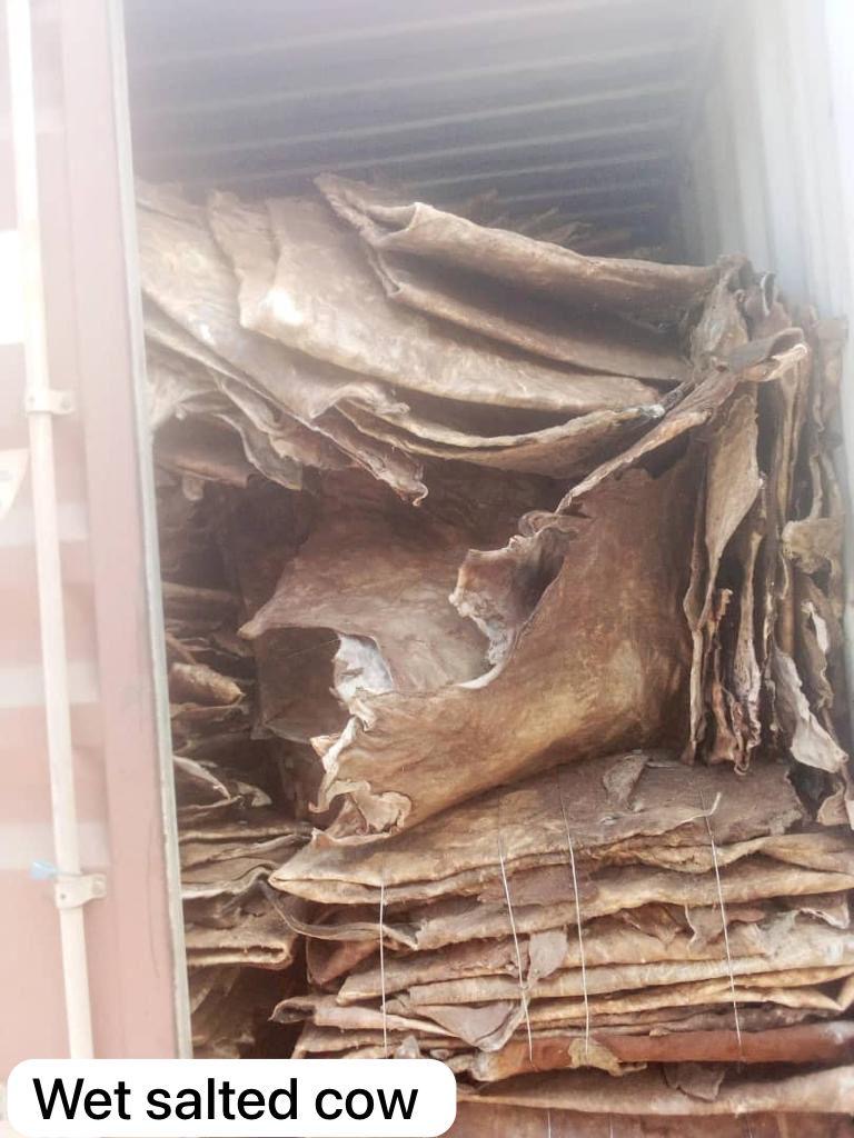 Wet Salted Cow Hides — Export Grade