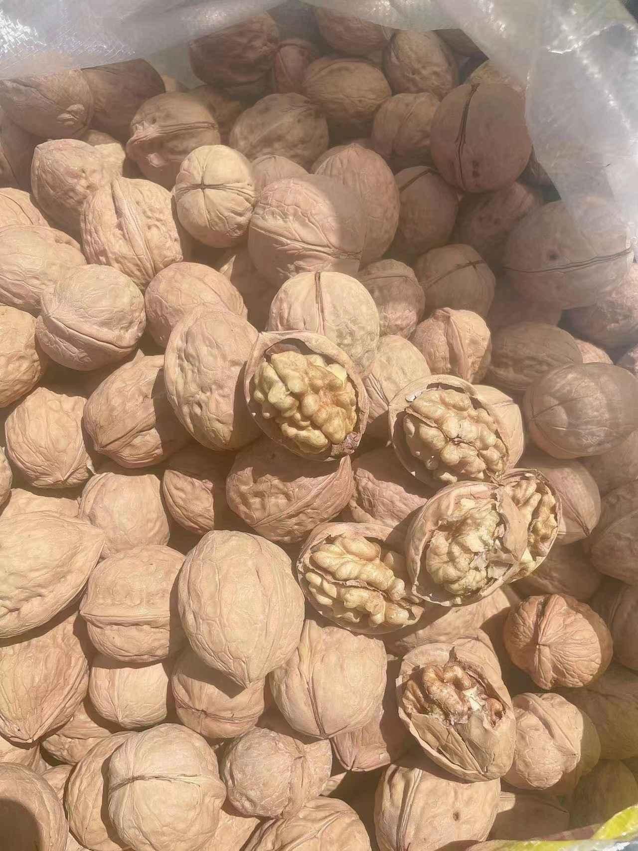 Walnut In-Shell 185 — Thin Shell