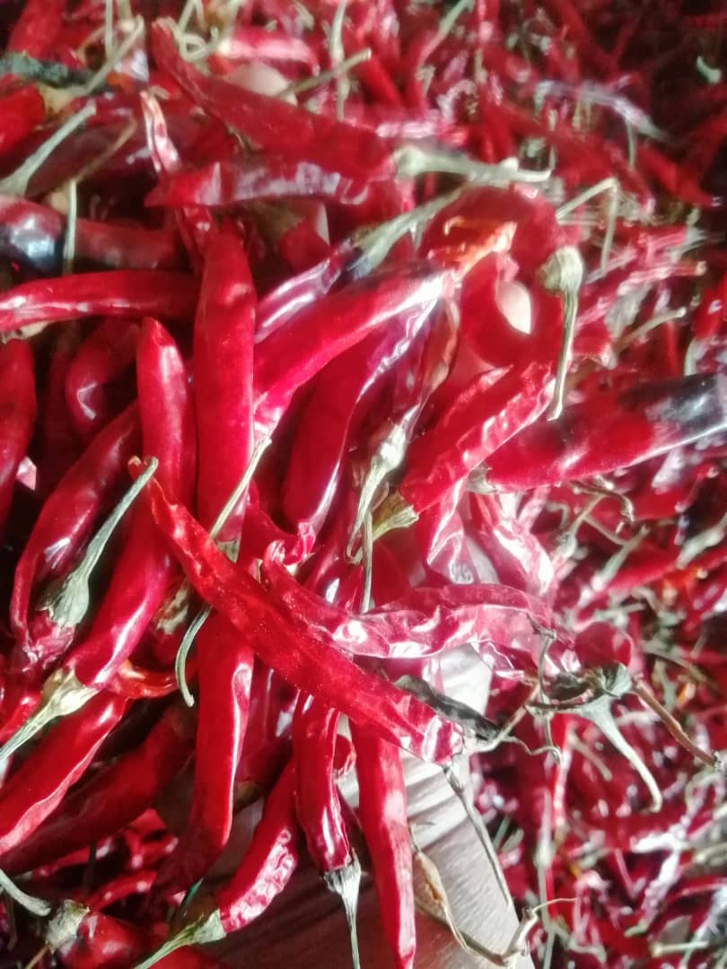 Teja S17 Red Chillies — Premium Long Pods