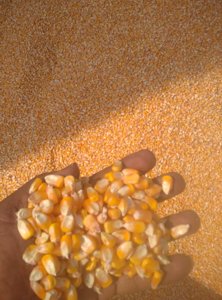 Yellow Corn Kernels — Bulk Stock Inspection