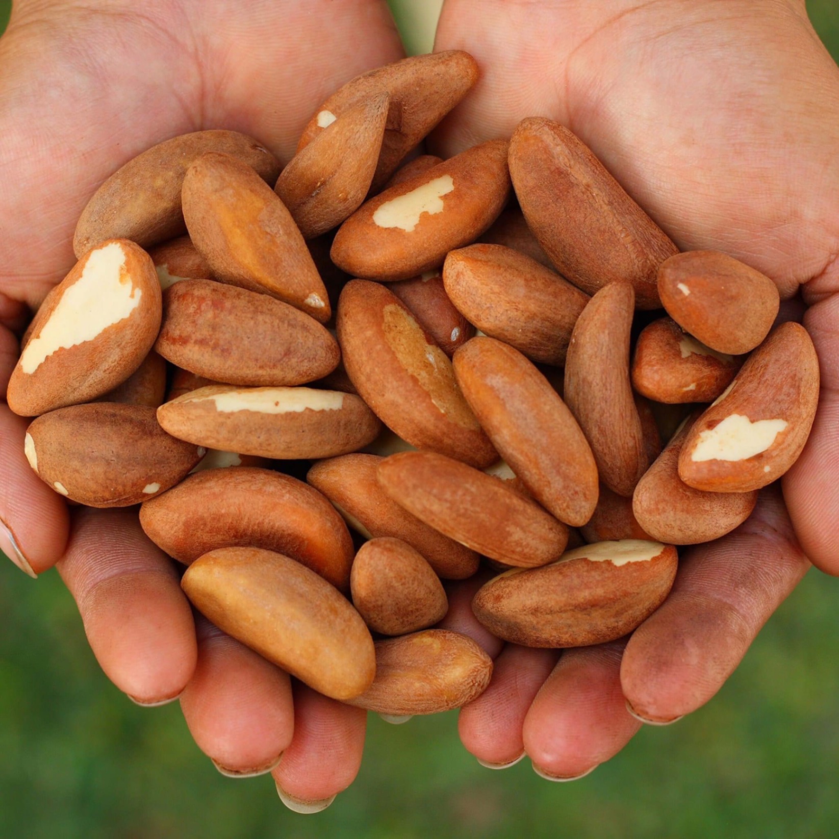 Brazil Nuts In-Shell (Premium Handpicked)