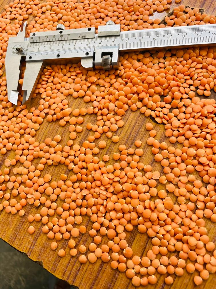Red Lentils Football Grade — Caliper Inspected