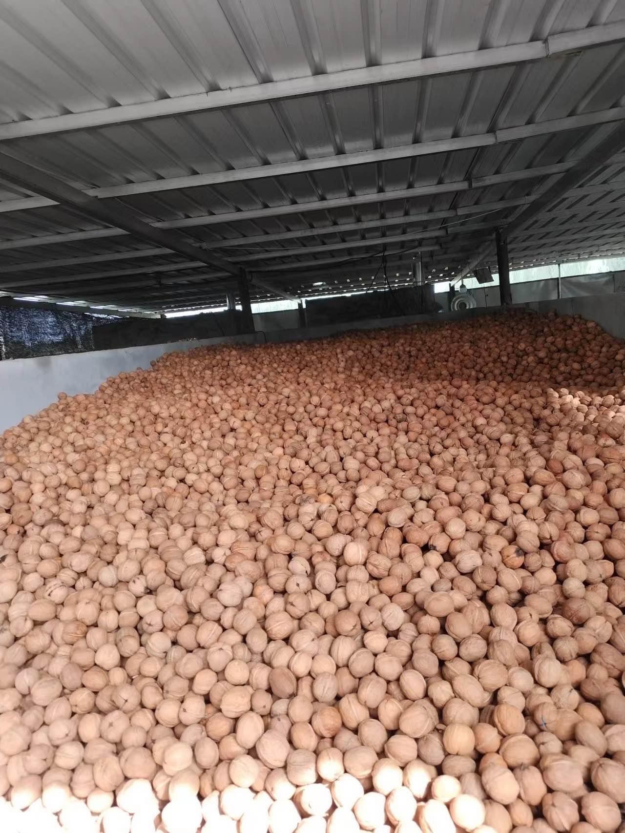 Walnut In-Shell — Bulk Warehouse Stock