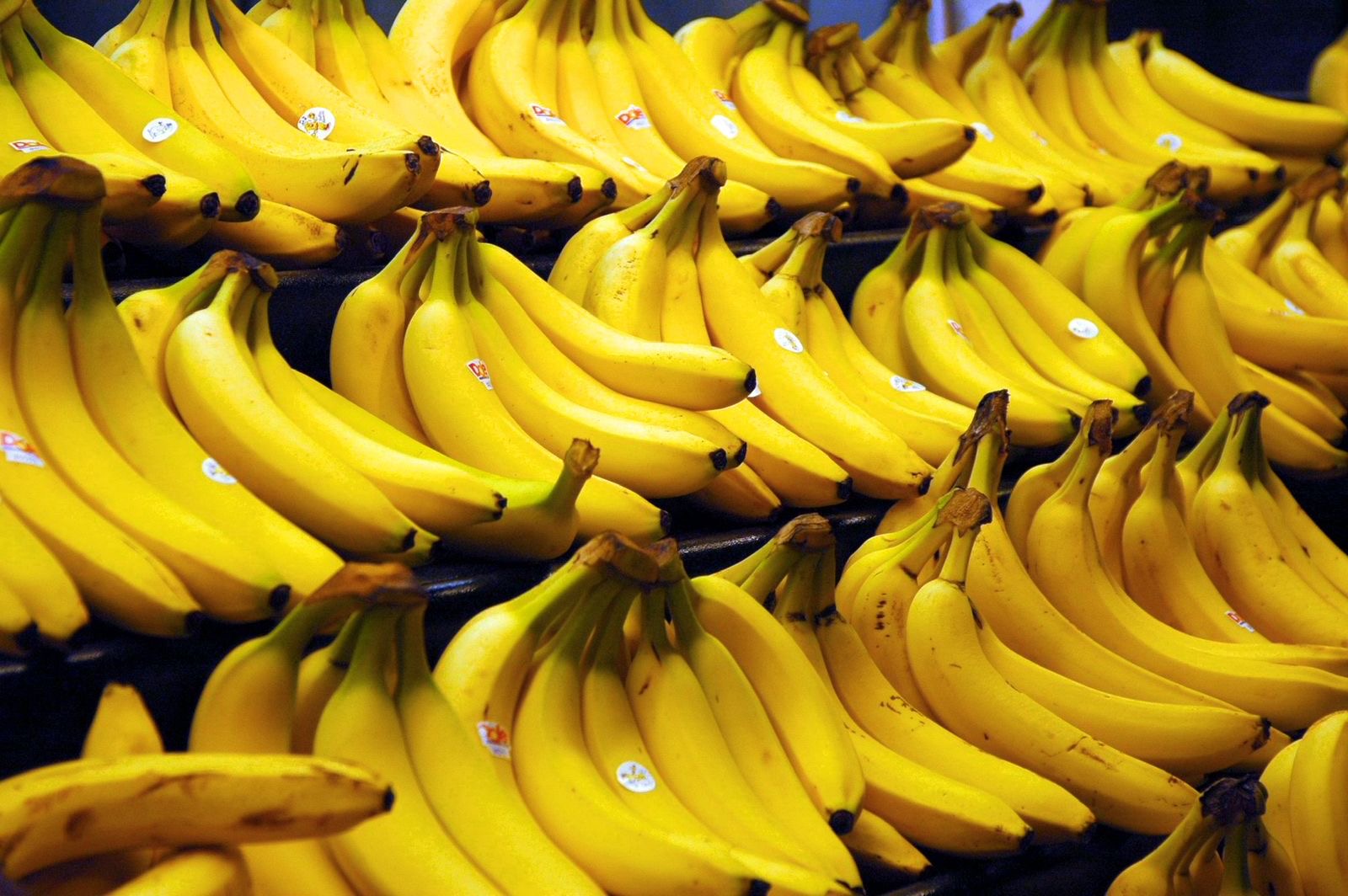 Fresh Cavendish Bananas (Export Grade)