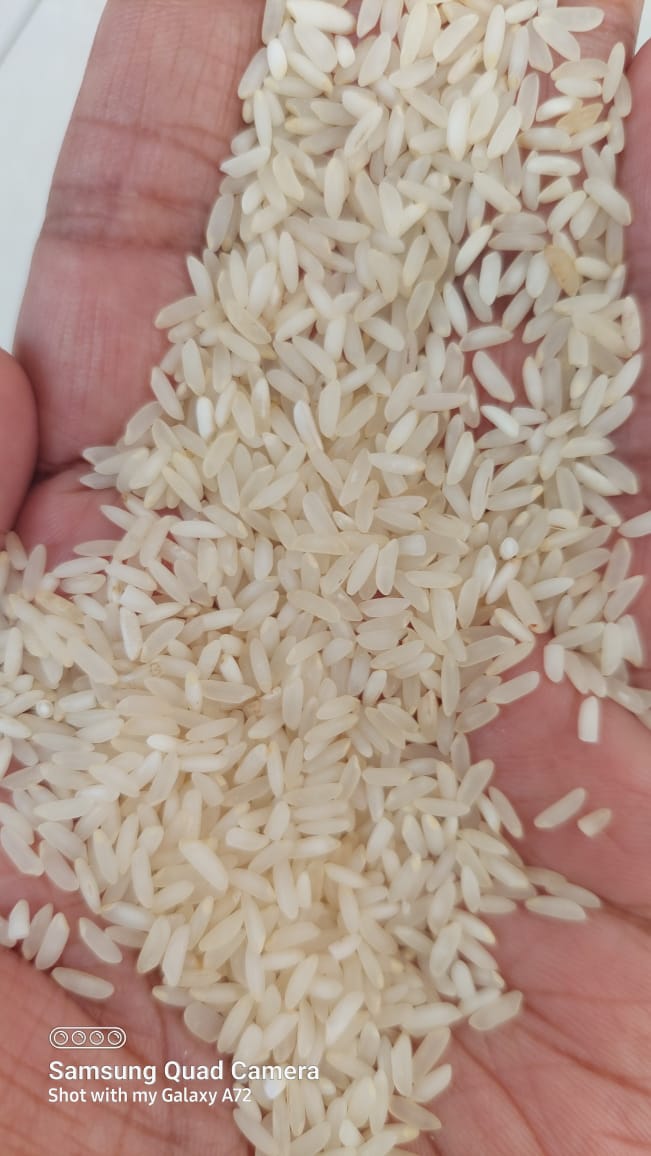 Sona Masoori Raw Rice — Medium Grain