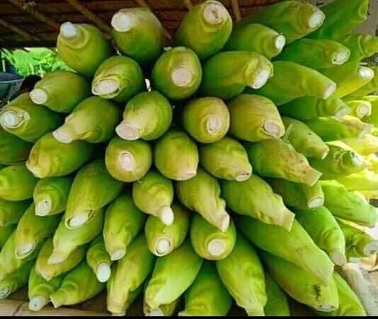 Green Corn (Husk-On) — Bulk Stack