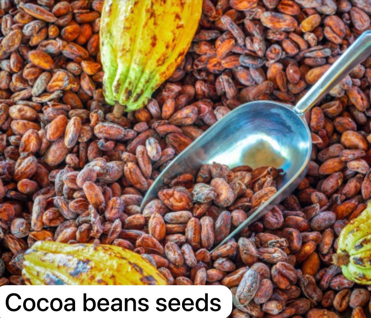 Fermented Sun-Dried Cocoa Beans — Main Crop