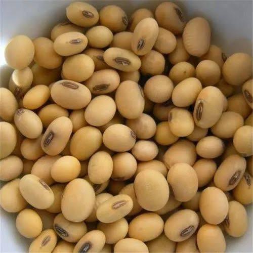 Non-GMO Soybeans — Food Grade