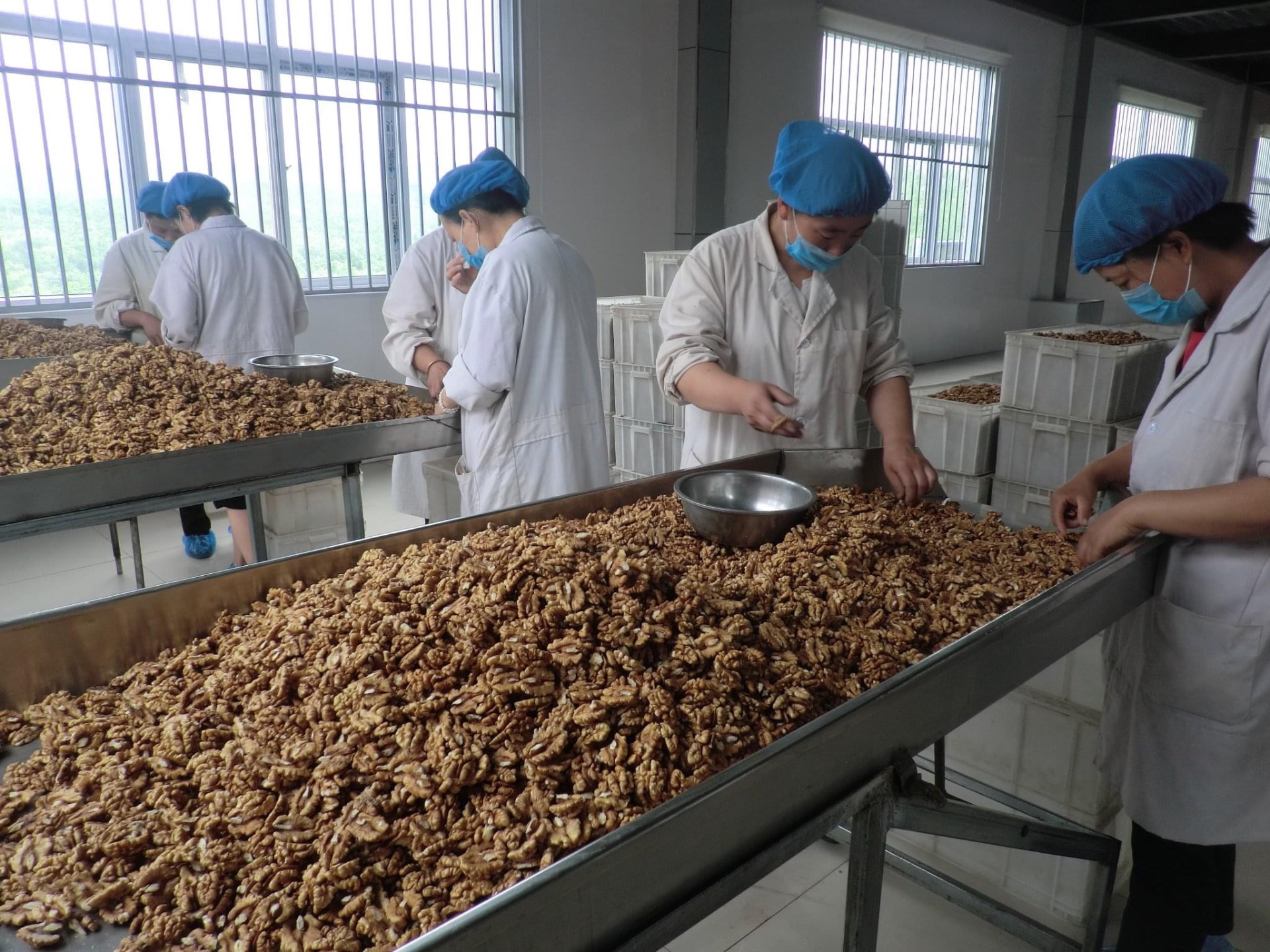 Walnut Kernels — ISO Processed Facility Lot
