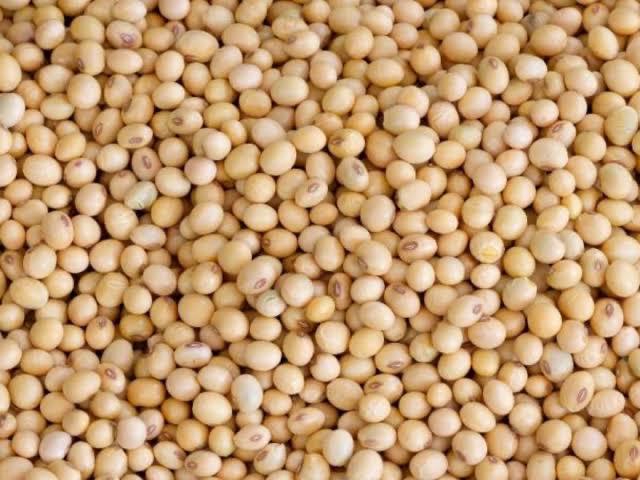 Yellow Soybeans — Bulk Feed Grade