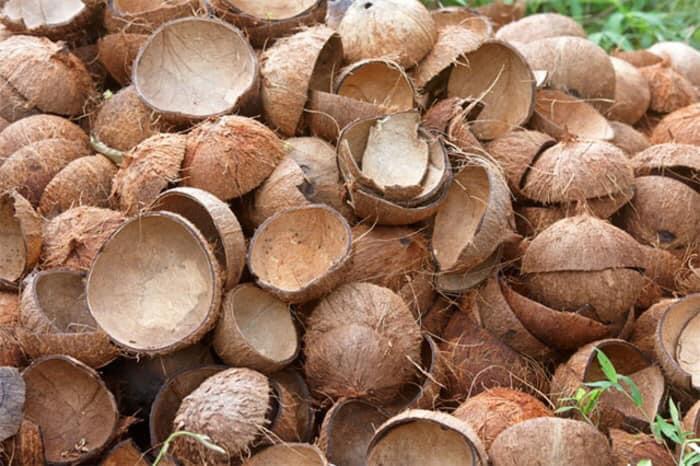 Fresh Coconut Shells — Premium Grade