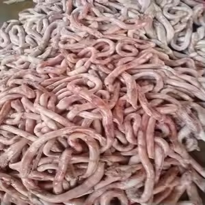 Frozen Pork Intestines — Bulk Container Lot