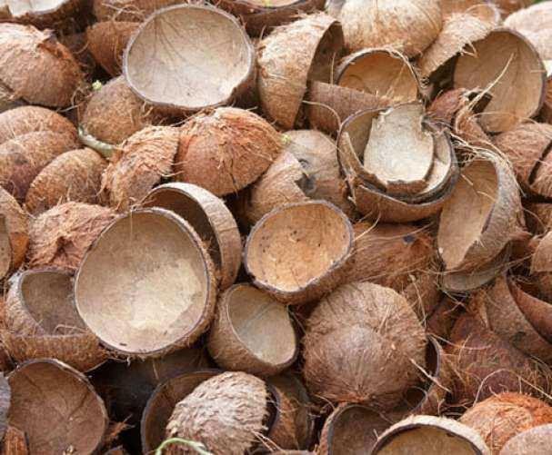 Coconut Shells — Export Grade Bulk