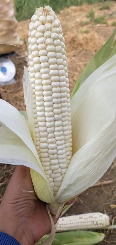 White Maize Cobs — Fresh Field Harvest