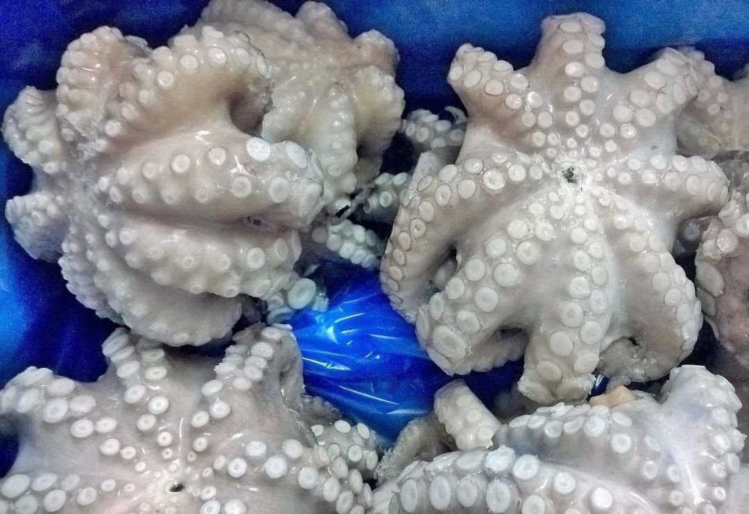 Frozen Whole Cleaned Octopus (Octopus vulgaris) — T1/T2