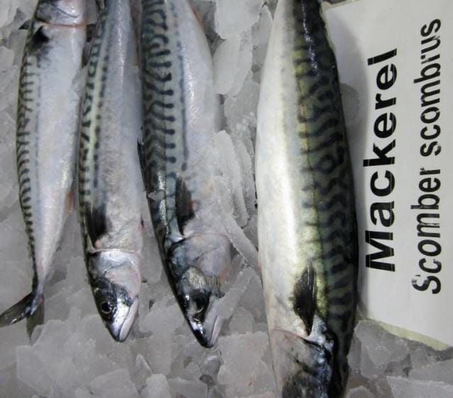 Atlantic Mackerel (Scomber scombrus) — Whole Round