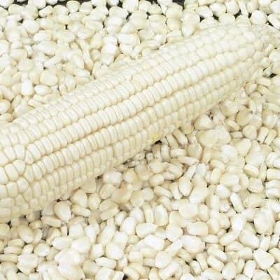 White Maize Kernels — Milling Grade