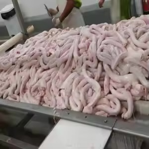 Pork Intestines — Cleaned & Sorted