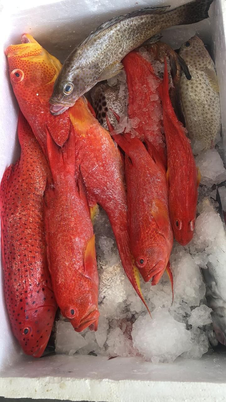 European Seabass (Dicentrarchus labrax) — Fresh Aircargo