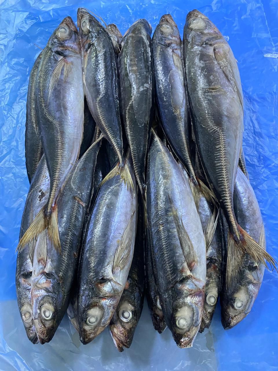 Seafood & Frozen Fish